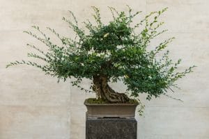 Sakız Ağacı (Pistacia lentiscus) bonsai