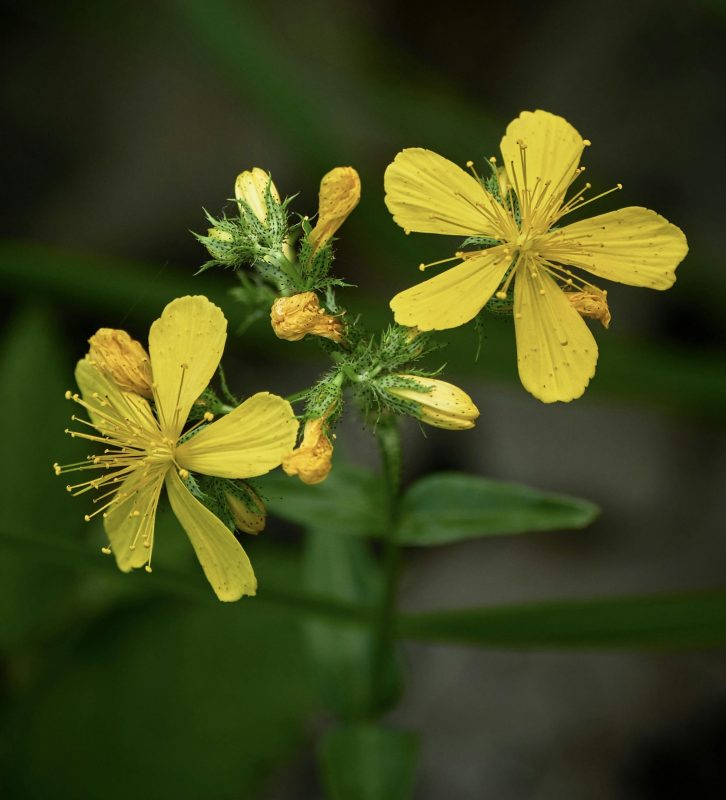Yellow Flowers in Close Up Shot