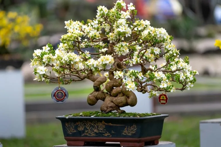 Mükemmel Bir Bonsai Ağacı İçin 5 Adım
