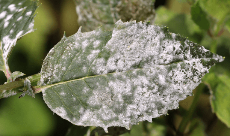 Külleme Hastalığını Önlemenin En İyi Yolları: Bahçenizi Koruyun