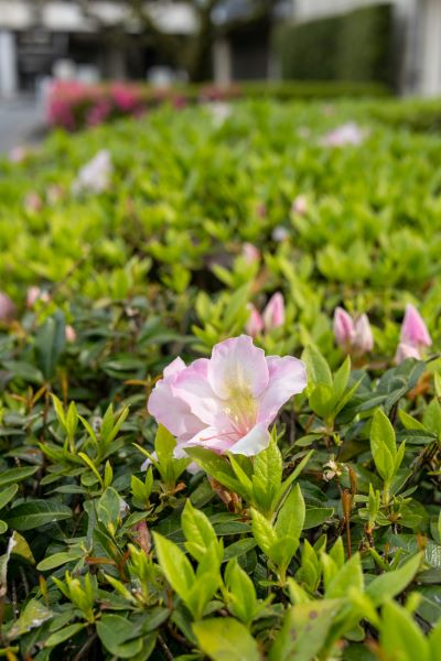 Açelya (Azalea) gölge seven çiçekler gösterişli çit bitkisi