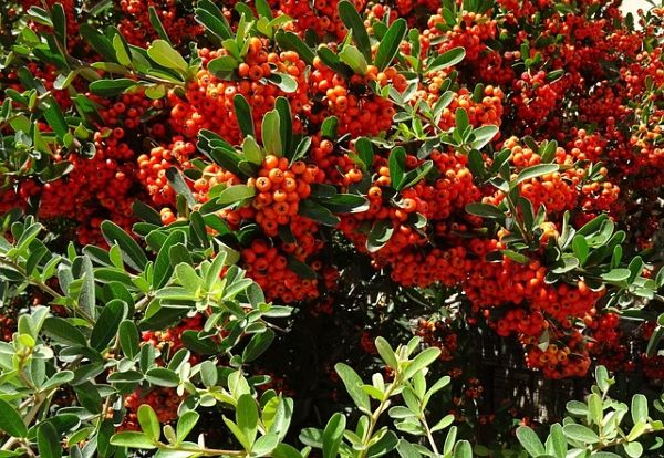 Ateş Dikeni (Pyracantha) dikenleriyle doğal bariyer olarak kullanılır
