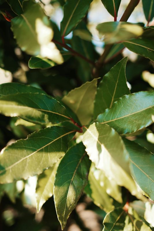 Defne yaprağı (LAURUS NOBILIS)