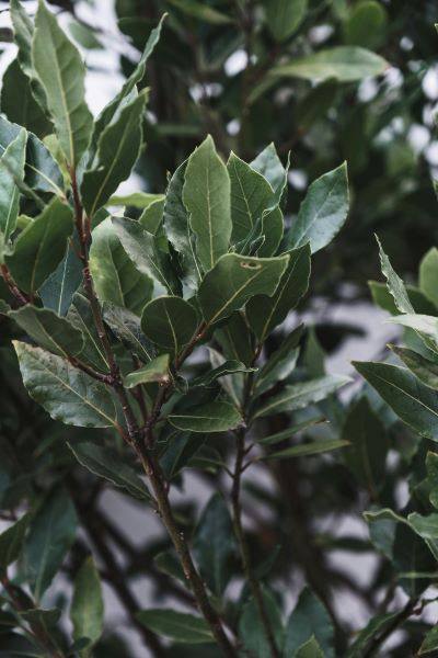 Defne (Laurus nobilis) yaprakları mutfakta lezzet verici olarak da kullanılır