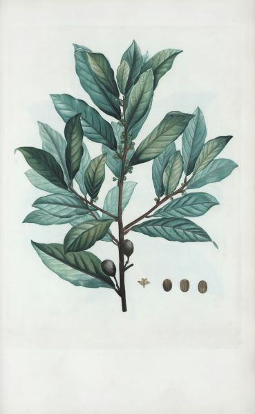 Defne yaprağı (LAURUS NOBILIS) botanik özellikleri