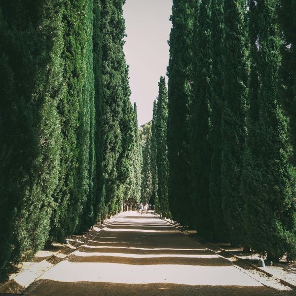 Leylandi (Leyland Cypress) - en çok tercih edilen çit bitkisi