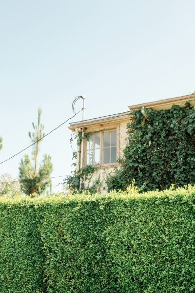 Ligustrum (Kurtbağrı) hızlı büyür gölgede yetişir