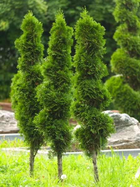 Mazı (Thuja) -klasik bir çit bitkisi