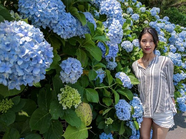 Ortanca (Hydrangea) bahçeye şıklık katan çit bitkisi