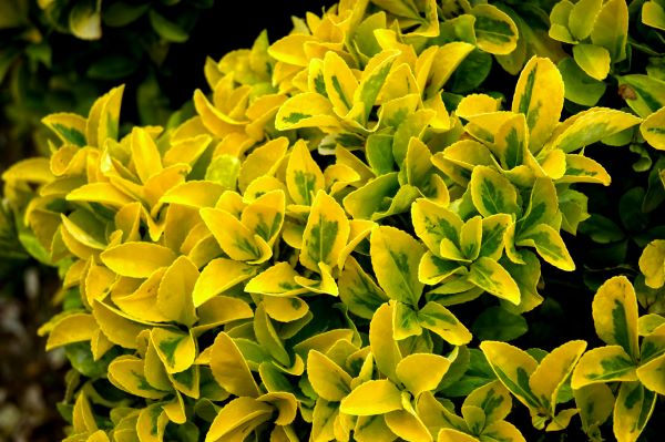 Taflan (Euonymus japonicus) herdem yeşil yaprak dökmeyen çit bitkisi