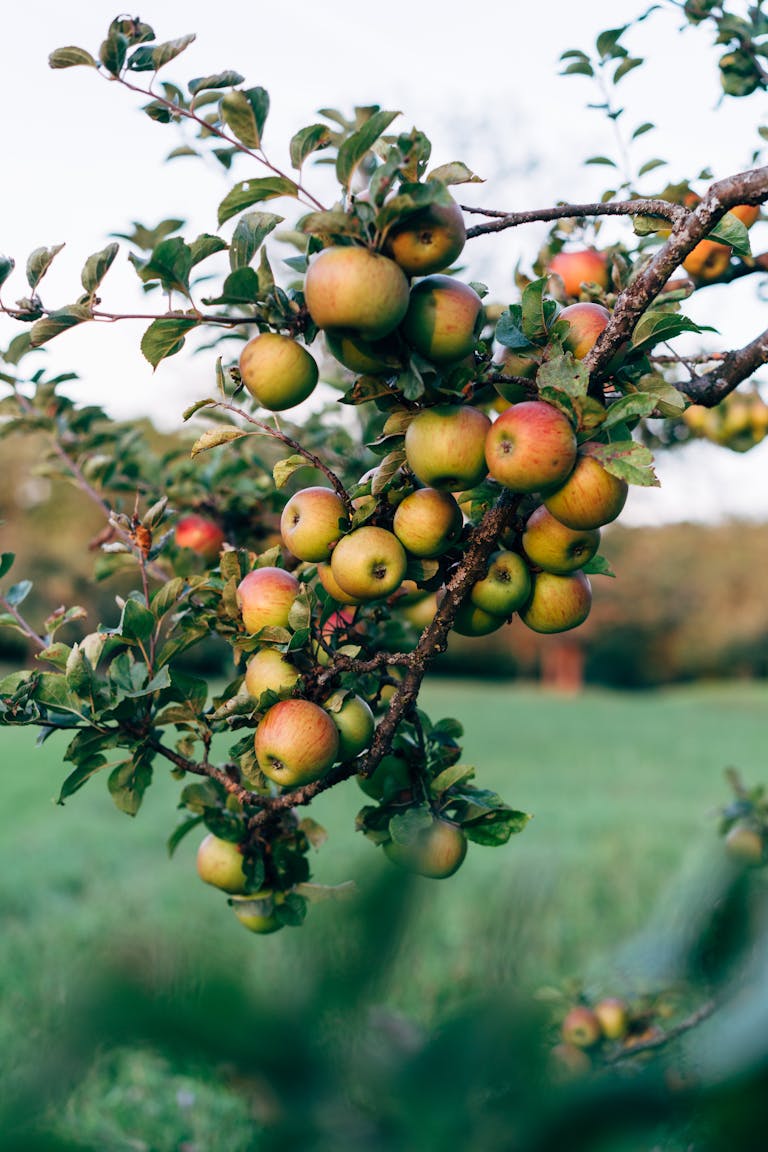 A flourishing apple tree branch full of ripe apples in a lush orchard setting.