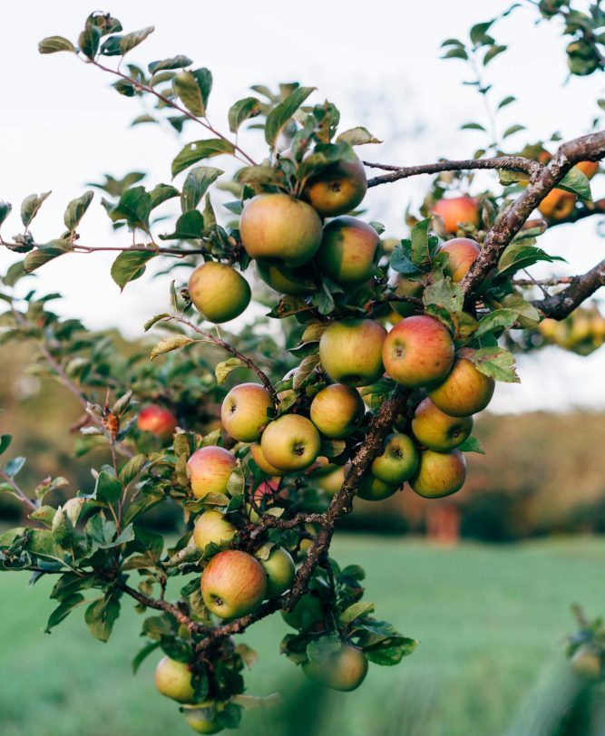 A flourishing apple tree branch full of ripe apples in a lush orchard setting.