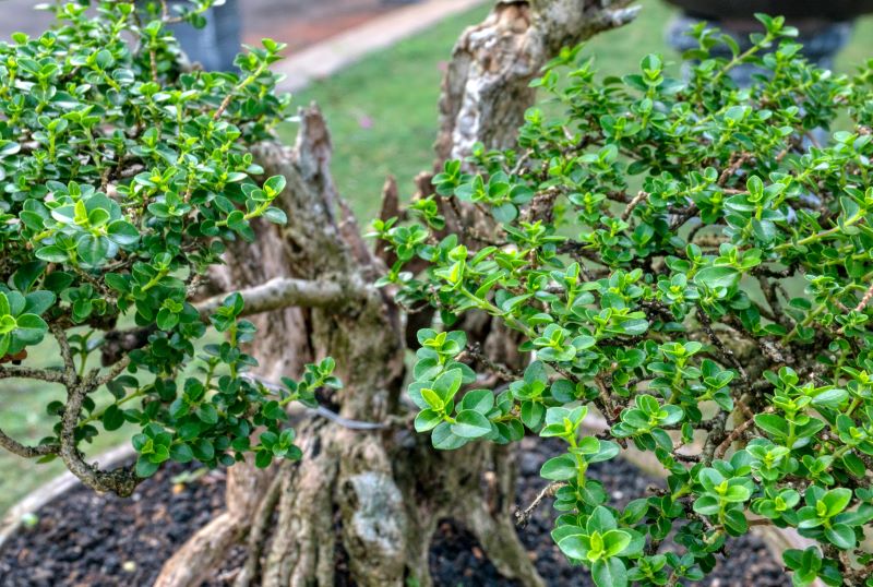 Şimşir (buxus)