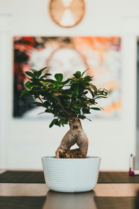 Ficus bonsai ağacı
