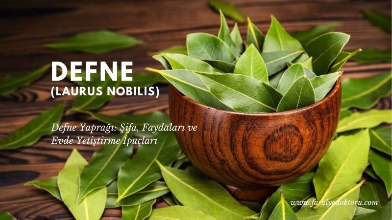 defne yaprağı şifası
