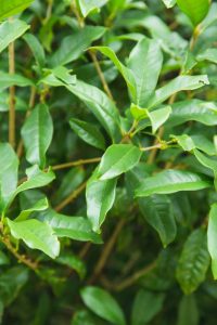 İşlem görmemiş ficus benjamina yaprakları ficus benjamina yaprakları
