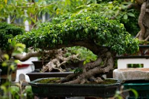 ideal bir ficus benjamina bonsaisi ideal bir ficus benjamina bonsaisi