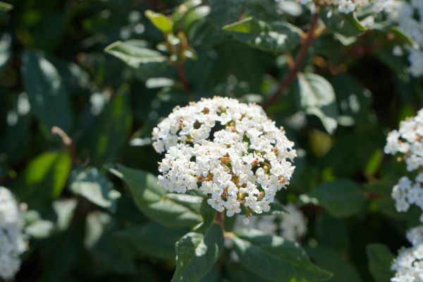 Adi Kartopu (Viburnum opulus) gölge bahçelerde estetik amaçlı kulllanılan çit bitkisi
