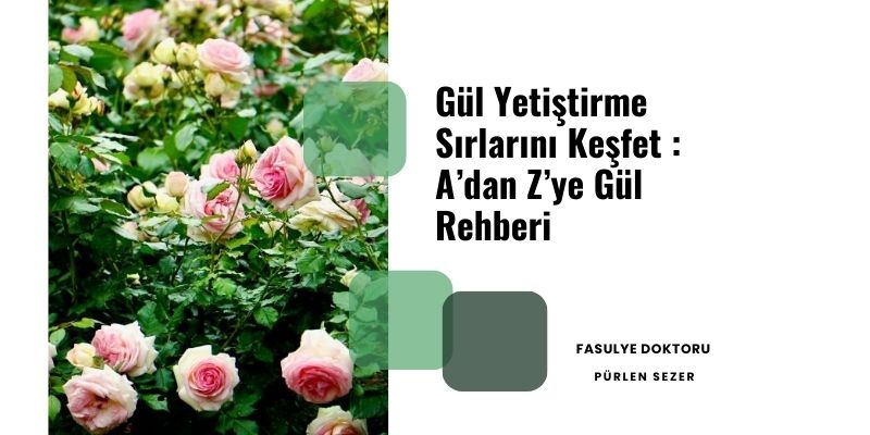 Gül Yetiştirme Sırlarını Keşfet : A’dan Z’ye Gül Rehberi