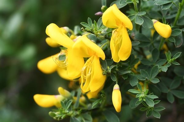 Süpürge Çalısı (Cytisus) kuraklığa dayanıklı çiçekli çit bitkisi türü
