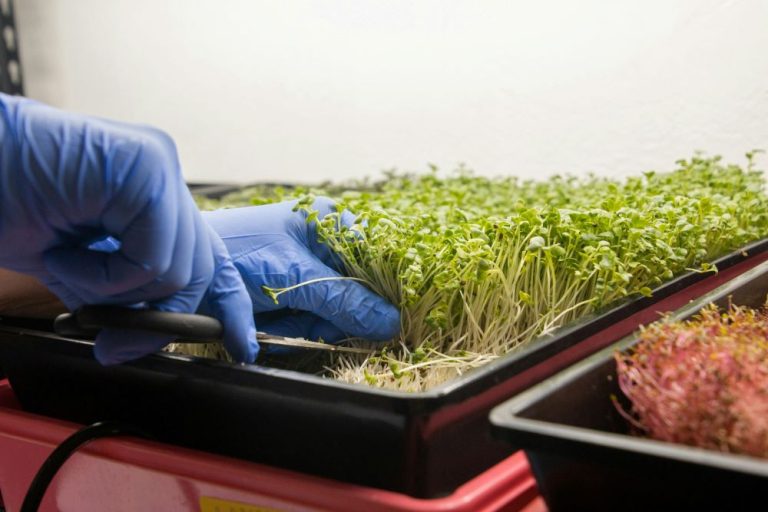 Mikrogreen Nedir?