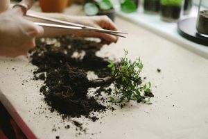 bonsai kök budama
