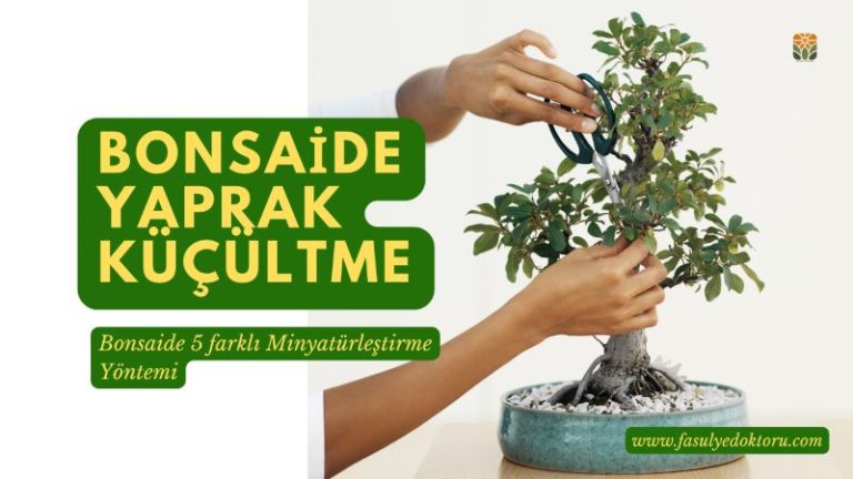 bonsai yaprak küçültme