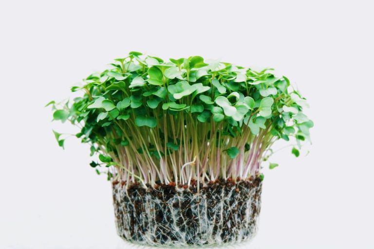 mikrogreen-ile-saglikli-besinleri-evde-yetistirin