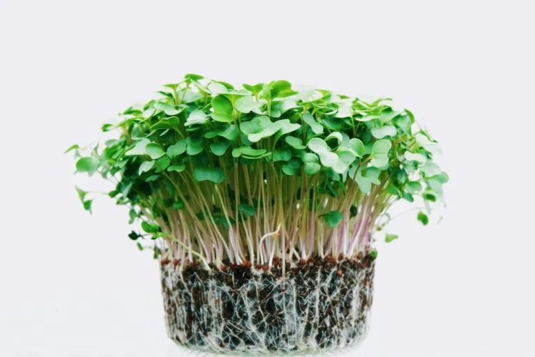 mikrogreen-ile-saglikli-besinleri-evde-yetistirin