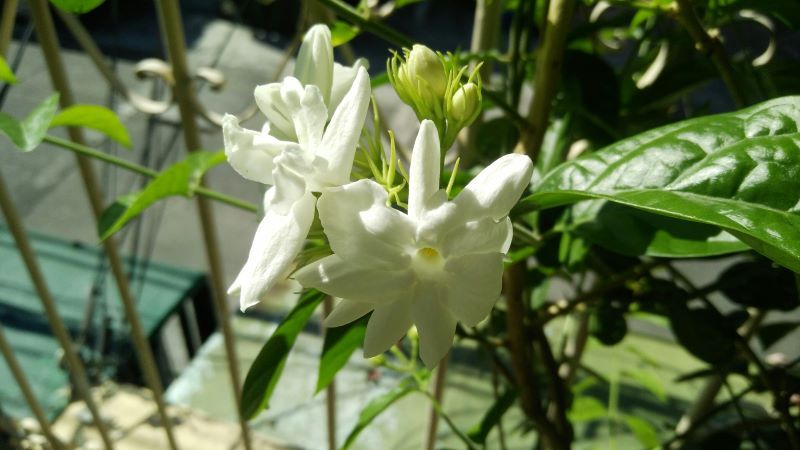 Jasminum sambac