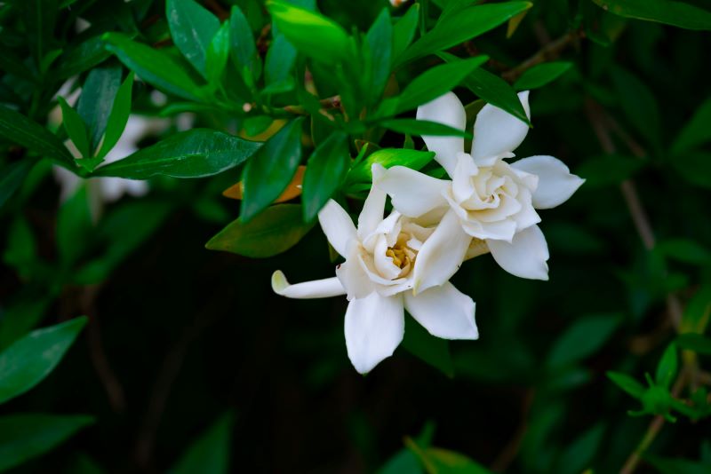 Jasminum sambac